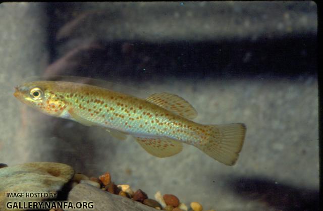 Golden Topminnow