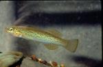 Golden Topminnow