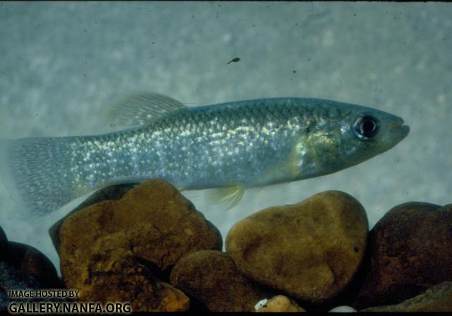 Gulf Killifish