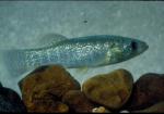 Gulf Killifish