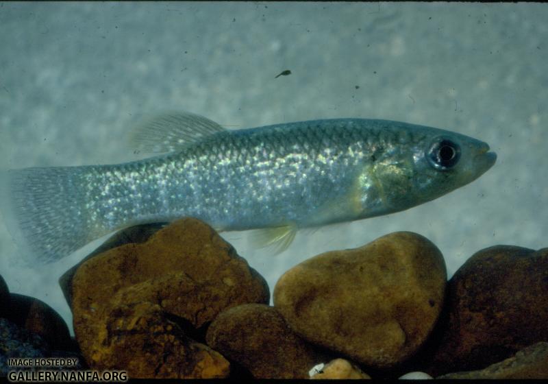 Gulf Killifish