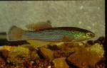 Northern Studfish (2)