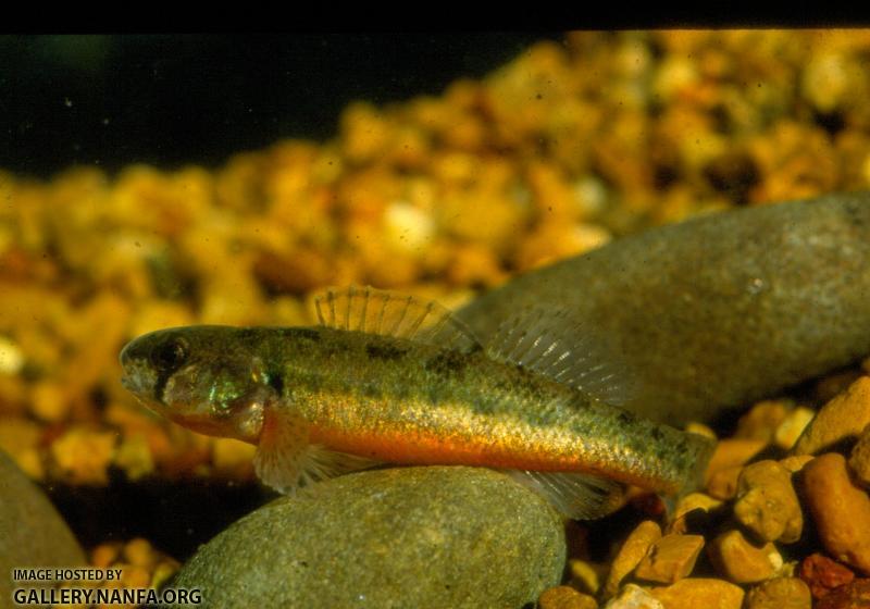 Arkansas Darter