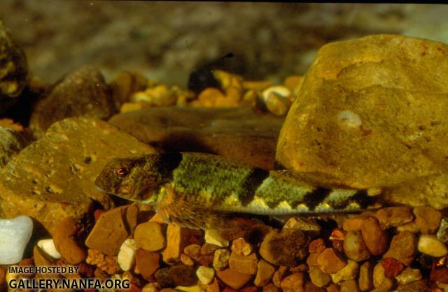 Blenny Darter