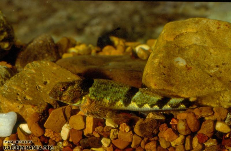 Blenny Darter