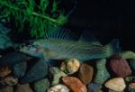 Bluebreast Darter