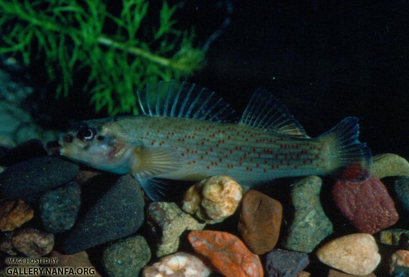 Bluebreast Darter