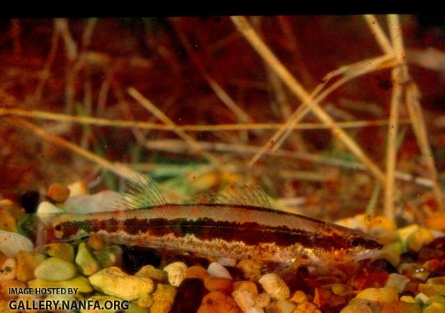 Bluestripe Darter