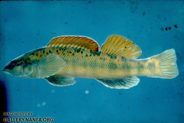 Bronze Darter