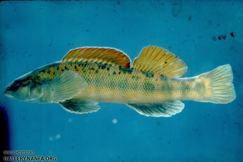 Bronze Darter