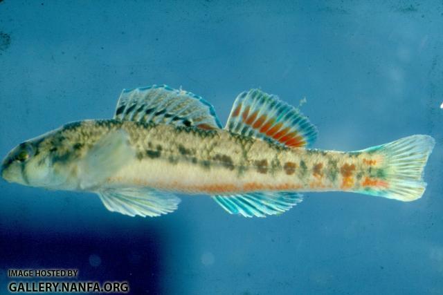 Cherokee Darter