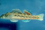 Cherokee Darter