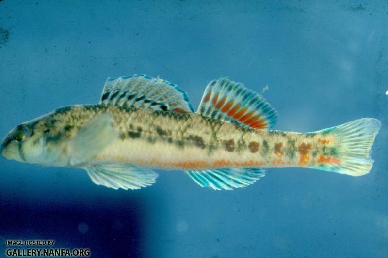 Cherokee Darter