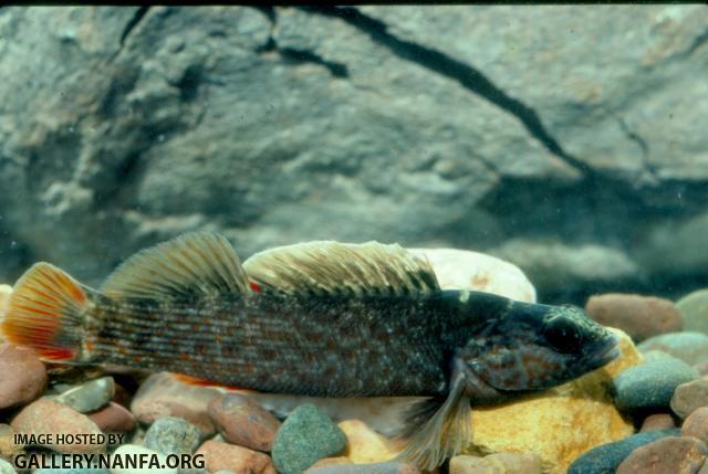 Coppercheek Darter