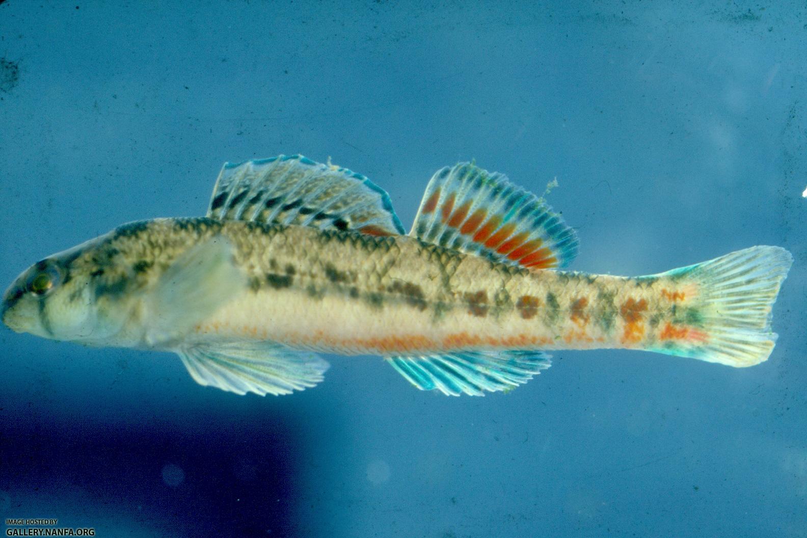 Cherokee Darter