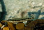 Dusky Darter