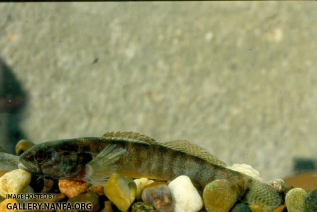 Fringed Darter