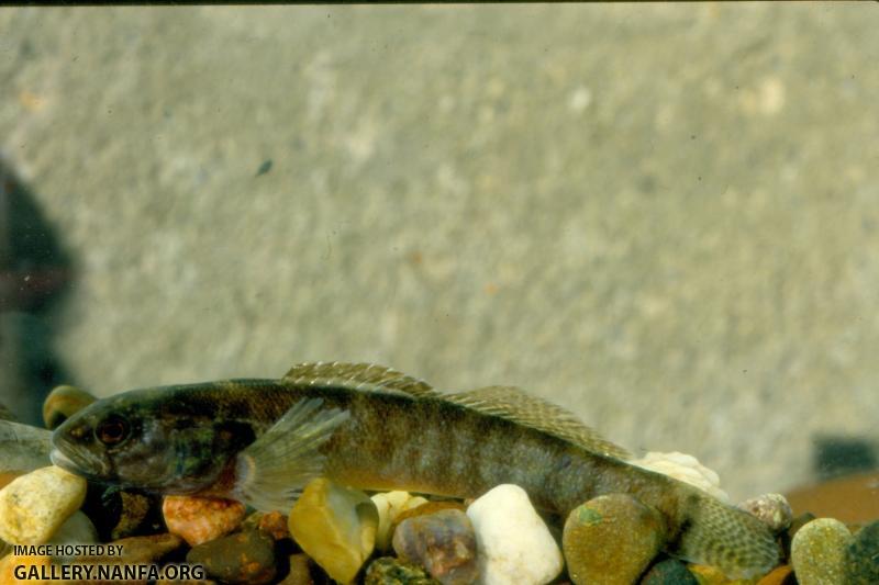 Fringed Darter