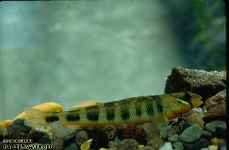 Gilt Darter