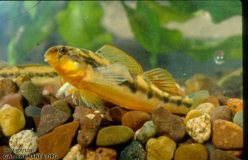 Golden Snubnose Darter