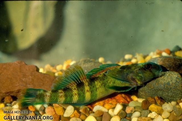 Greenside darter (2)