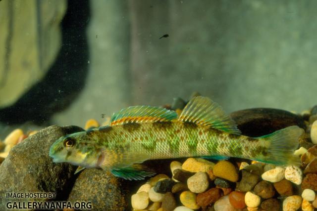 Greenside Darter