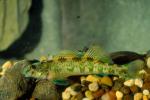 Greenside Darter