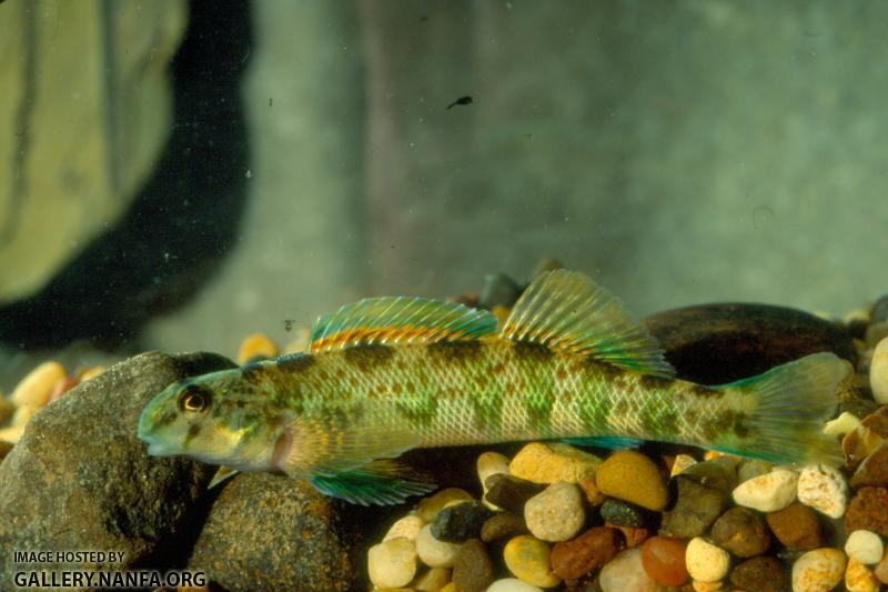 Greenside Darter