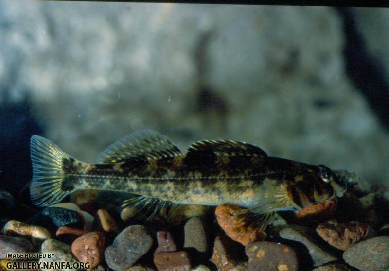 Harlequin Darter