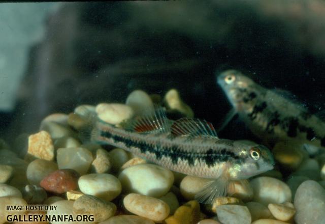 Kentucky Snubnose Darter