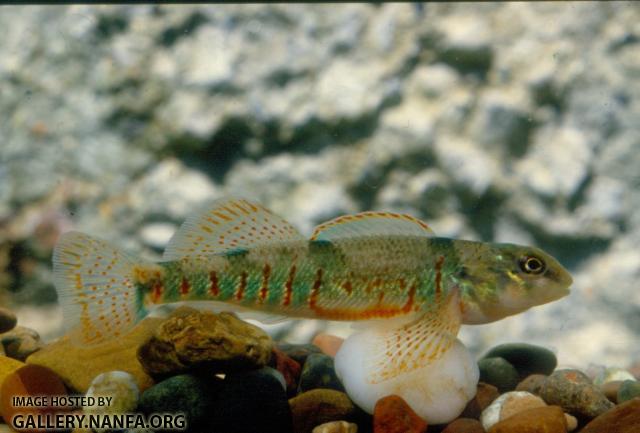 Missouri Saddle Darter (2)