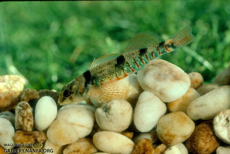 Missouri Saddle darter