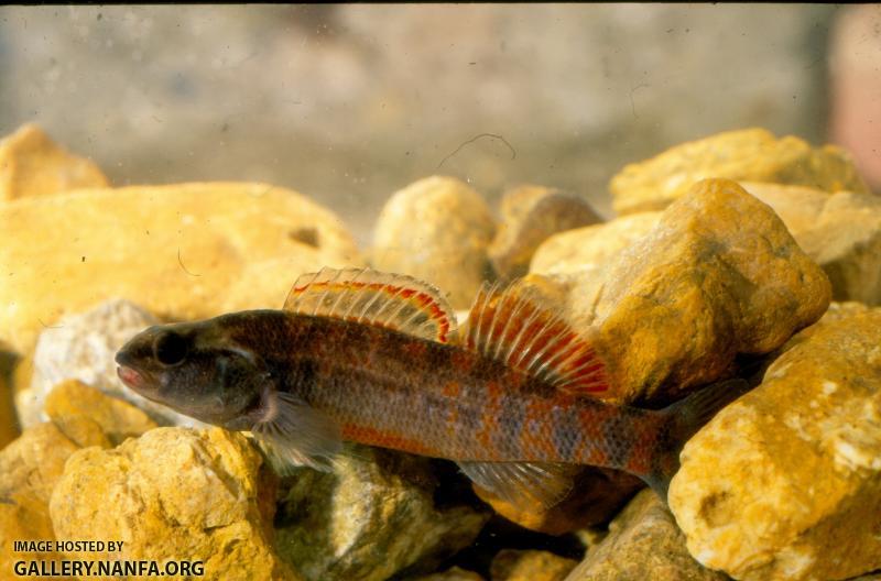 Mud Darter