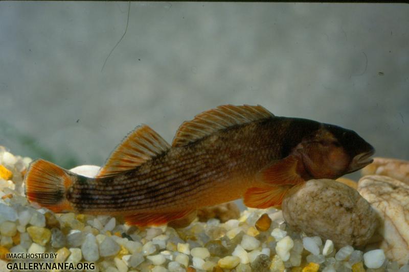 Orangefin Darter (2)