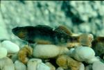 Orangefin Darter