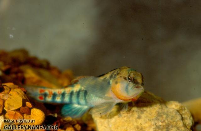 Orangethroat darter (2)