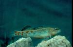 Orangethroat Darter (4)