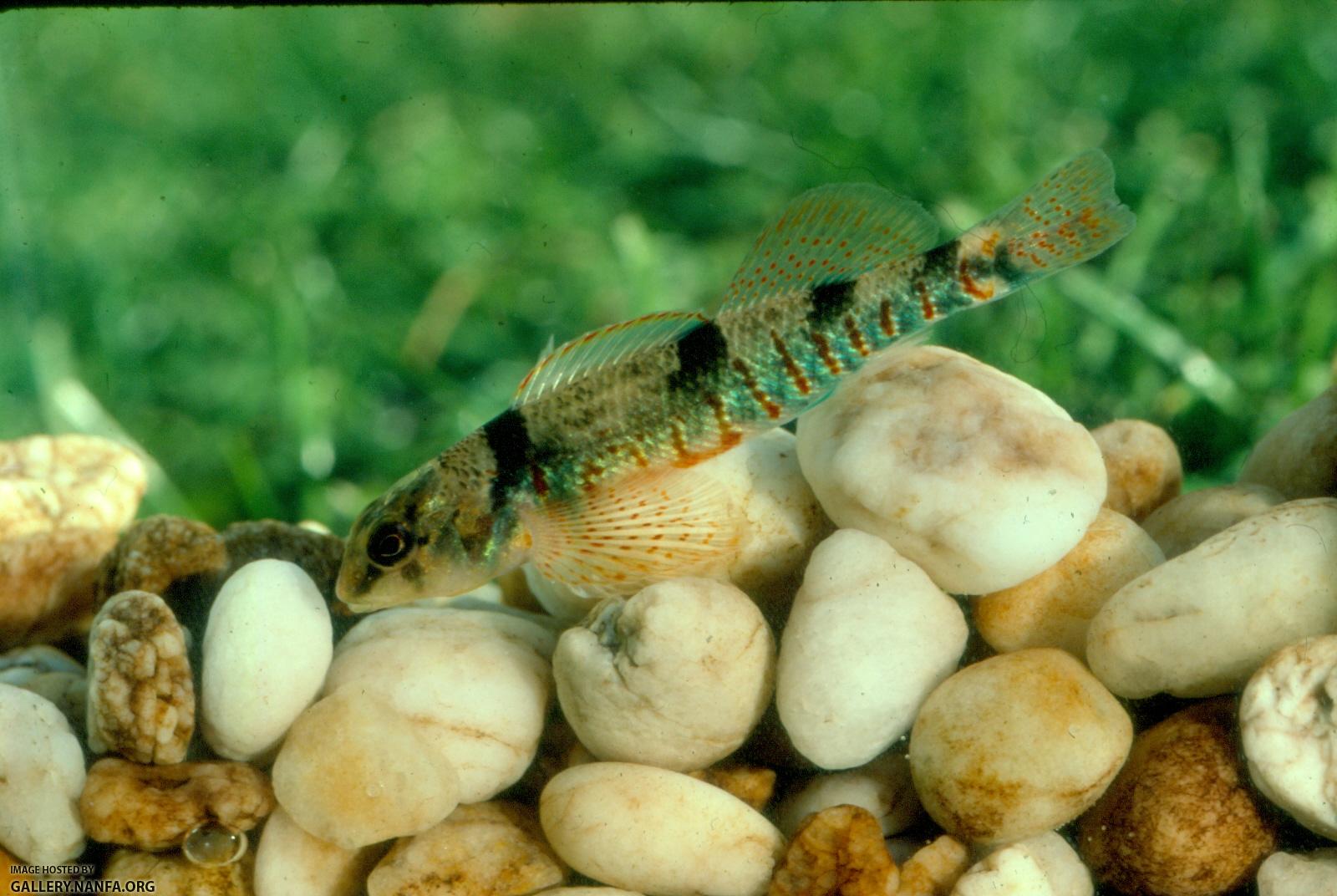 Missouri Saddle darter