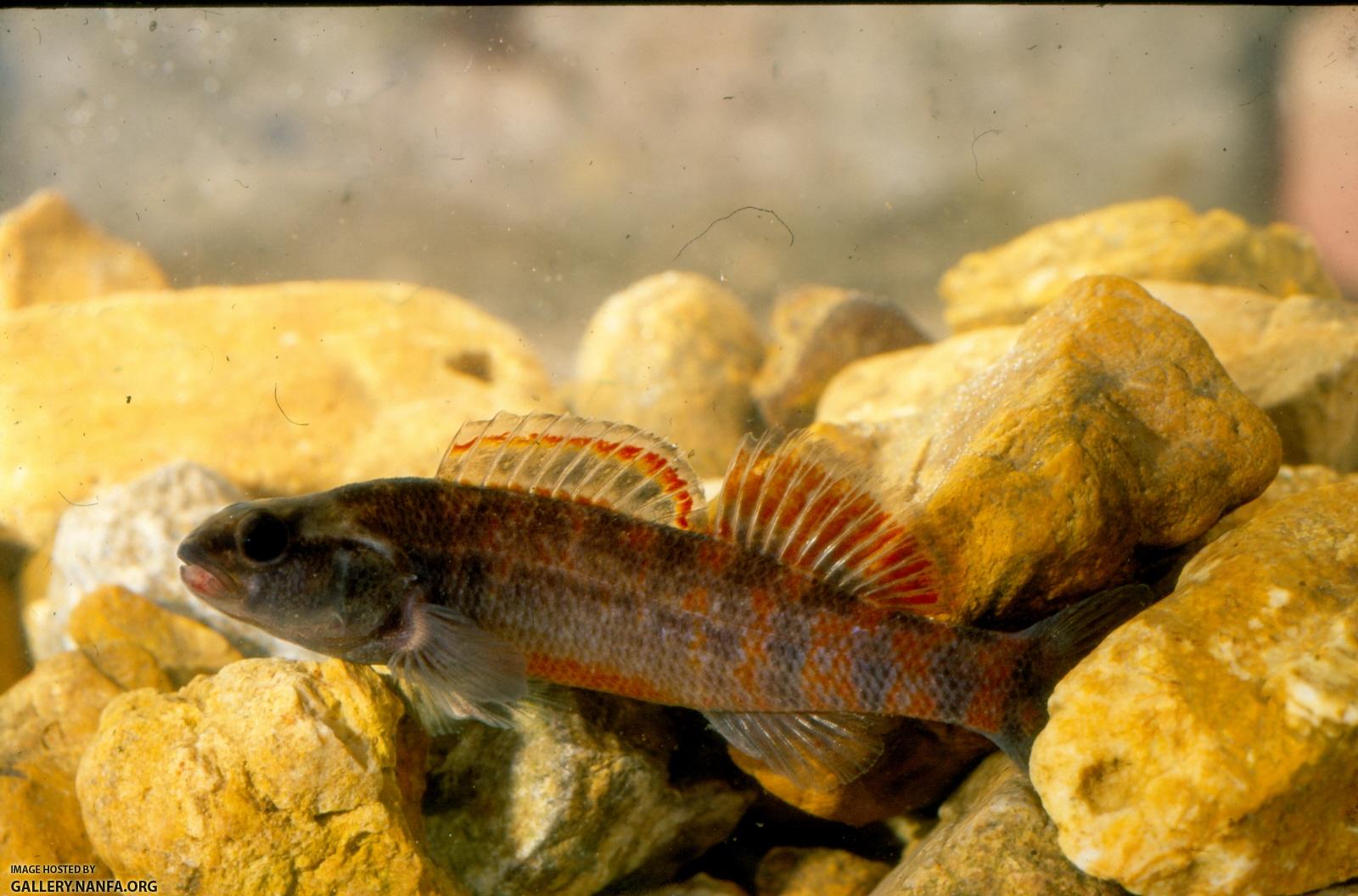 Mud Darter