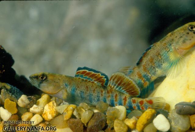 Orangethroat Darter