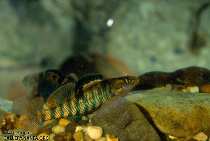 Rainbow Darter (2)