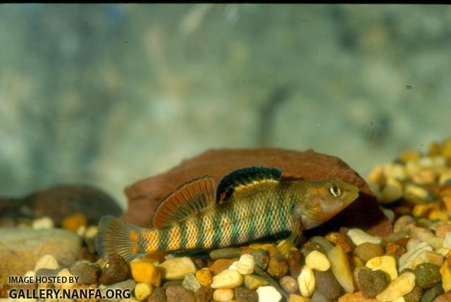 Rainbow Darter (3)