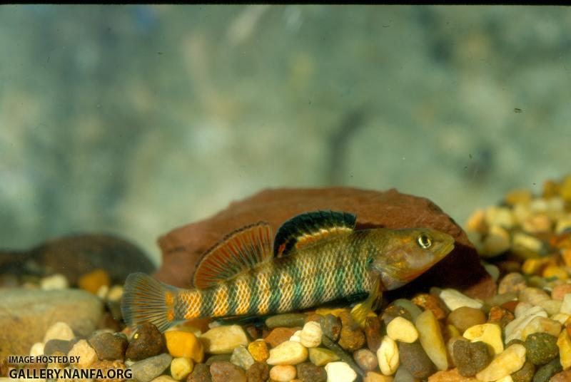 Rainbow Darter (3)