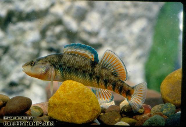 Rainbow Darter (4)