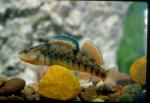 Rainbow Darter (4)