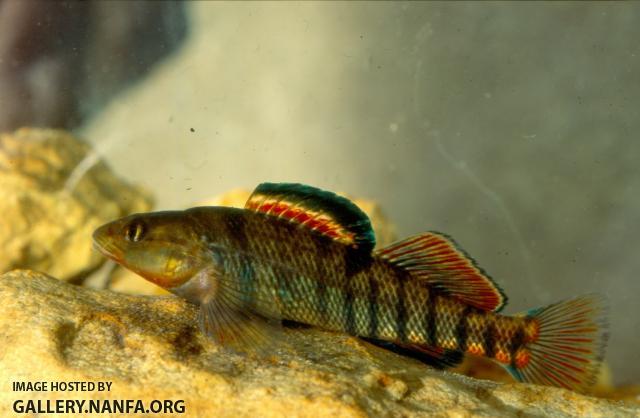 Rainbow Darter (5)