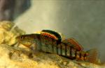 Rainbow Darter (5)