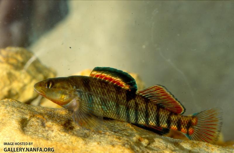 Rainbow Darter (5)