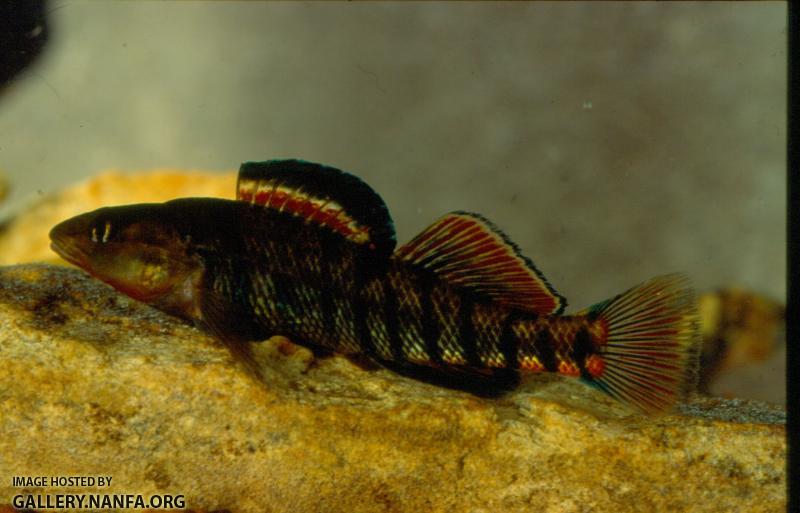 Rainbow Darter (7)