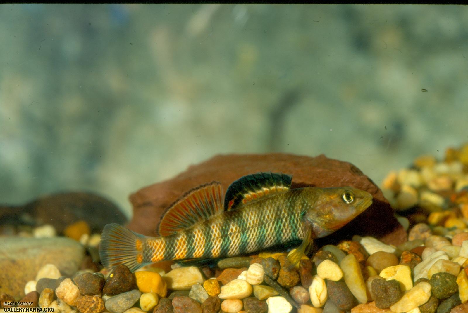 Rainbow Darter (3)